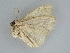  ( - BC ZSM Lep 112252)  @11 [ ] by-nc-sa (2020) SNSB, Staatliche Naturwissenschaftliche Sammlungen Bayerns ZSM (SNSB, Zoologische Staatssammlung Muenchen)