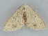  ( - BC ZSM Lep 112260)  @11 [ ] by-nc-sa (2020) SNSB, Staatliche Naturwissenschaftliche Sammlungen Bayerns ZSM (SNSB, Zoologische Staatssammlung Muenchen)