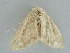  ( - BC ZSM Lep 112261)  @11 [ ] by-nc-sa (2020) SNSB, Staatliche Naturwissenschaftliche Sammlungen Bayerns ZSM (SNSB, Zoologische Staatssammlung Muenchen)