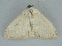  ( - BC ZSM Lep 112265)  @11 [ ] by-nc-sa (2020) SNSB, Staatliche Naturwissenschaftliche Sammlungen Bayerns ZSM (SNSB, Zoologische Staatssammlung Muenchen)