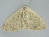  ( - BC ZSM Lep 112266)  @11 [ ] by-nc-sa (2020) SNSB, Staatliche Naturwissenschaftliche Sammlungen Bayerns ZSM (SNSB, Zoologische Staatssammlung Muenchen)