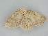  ( - BC ZSM Lep 112268)  @11 [ ] by-nc-sa (2020) SNSB, Staatliche Naturwissenschaftliche Sammlungen Bayerns ZSM (SNSB, Zoologische Staatssammlung Muenchen)