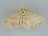  ( - BC ZSM Lep 112269)  @11 [ ] by-nc-sa (2020) SNSB, Staatliche Naturwissenschaftliche Sammlungen Bayerns ZSM (SNSB, Zoologische Staatssammlung Muenchen)