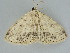  ( - BC ZSM Lep 112278)  @11 [ ] by-nc-sa (2020) SNSB, Staatliche Naturwissenschaftliche Sammlungen Bayerns ZSM (SNSB, Zoologische Staatssammlung Muenchen)