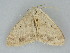  ( - BC ZSM Lep 112285)  @11 [ ] by-nc-sa (2020) SNSB, Staatliche Naturwissenschaftliche Sammlungen Bayerns ZSM (SNSB, Zoologische Staatssammlung Muenchen)