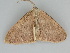  ( - BC ZSM Lep 112294)  @11 [ ] by-nc-sa (2020) SNSB, Staatliche Naturwissenschaftliche Sammlungen Bayerns ZSM (SNSB, Zoologische Staatssammlung Muenchen)