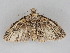  ( - BC ZSM Lep 112318)  @11 [ ] by-nc-sa (2020) SNSB, Staatliche Naturwissenschaftliche Sammlungen Bayerns ZSM (SNSB, Zoologische Staatssammlung Muenchen)