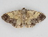  ( - BC ZSM Lep 112339)  @11 [ ] by-nc-sa (2020) SNSB, Staatliche Naturwissenschaftliche Sammlungen Bayerns ZSM (SNSB, Zoologische Staatssammlung Muenchen)