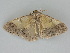  ( - BC ZSM Lep 112342)  @11 [ ] by-nc-sa (2020) SNSB, Staatliche Naturwissenschaftliche Sammlungen Bayerns ZSM (SNSB, Zoologische Staatssammlung Muenchen)