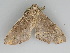  ( - BC ZSM Lep 112419)  @11 [ ] by-nc-sa (2020) SNSB, Staatliche Naturwissenschaftliche Sammlungen Bayerns ZSM (SNSB, Zoologische Staatssammlung Muenchen)