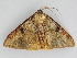  ( - BC ZSM Lep 112542)  @11 [ ] by-nc-sa (2020) SNSB, Staatliche Naturwissenschaftliche Sammlungen Bayerns ZSM (SNSB, Zoologische Staatssammlung Muenchen)