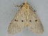  (Soloella guttivaga group - BC ZSM Lep 112574)  @11 [ ] by-nc-sa (2020) SNSB, Staatliche Naturwissenschaftliche Sammlungen Bayerns ZSM (SNSB, Zoologische Staatssammlung Muenchen)