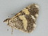 ( - BC ZSM Lep 112616)  @11 [ ] by-nc-sa (2020) SNSB, Staatliche Naturwissenschaftliche Sammlungen Bayerns ZSM (SNSB, Zoologische Staatssammlung Muenchen)