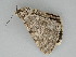 ( - BC ZSM Lep 112618)  @11 [ ] by-nc-sa (2020) SNSB, Staatliche Naturwissenschaftliche Sammlungen Bayerns ZSM (SNSB, Zoologische Staatssammlung Muenchen)