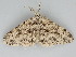  ( - BC ZSM Lep 112650)  @11 [ ] by-nc-sa (2020) SNSB, Staatliche Naturwissenschaftliche Sammlungen Bayerns ZSM (SNSB, Zoologische Staatssammlung Muenchen)