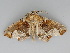  ( - BC ZSM Lep 112670)  @11 [ ] by-nc-sa (2020) SNSB, Staatliche Naturwissenschaftliche Sammlungen Bayerns ZSM (SNSB, Zoologische Staatssammlung Muenchen)