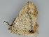  ( - BC ZSM Lep 112672)  @11 [ ] by-nc-sa (2020) SNSB, Staatliche Naturwissenschaftliche Sammlungen Bayerns ZSM (SNSB, Zoologische Staatssammlung Muenchen)