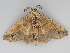 ( - BC ZSM Lep 112673)  @11 [ ] by-nc-sa (2020) SNSB, Staatliche Naturwissenschaftliche Sammlungen Bayerns ZSM (SNSB, Zoologische Staatssammlung Muenchen)