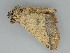  ( - BC ZSM Lep 112676)  @11 [ ] by-nc-sa (2020) SNSB, Staatliche Naturwissenschaftliche Sammlungen Bayerns ZSM (SNSB, Zoologische Staatssammlung Muenchen)