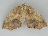  ( - BC ZSM Lep 112701)  @11 [ ] by-nc-sa (2020) SNSB, Staatliche Naturwissenschaftliche Sammlungen Bayerns ZSM (SNSB, Zoologische Staatssammlung Muenchen)