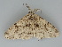  ( - BC ZSM Lep 112704)  @11 [ ] by-nc-sa (2020) SNSB, Staatliche Naturwissenschaftliche Sammlungen Bayerns ZSM (SNSB, Zoologische Staatssammlung Muenchen)