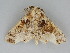  ( - BC ZSM Lep 112710)  @11 [ ] by-nc-sa (2020) SNSB, Staatliche Naturwissenschaftliche Sammlungen Bayerns ZSM (SNSB, Zoologische Staatssammlung Muenchen)