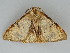  ( - BC ZSM Lep 112711)  @11 [ ] by-nc-sa (2020) SNSB, Staatliche Naturwissenschaftliche Sammlungen Bayerns ZSM (SNSB, Zoologische Staatssammlung Muenchen)
