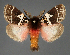  ( - BC ZSM Lep 111965)  @11 [ ] by-nc-sa (2021) SNSB, Staatliche Naturwissenschaftliche Sammlungen Bayerns ZSM (SNSB, Zoologische Staatssammlung Muenchen)