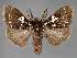  (Morasa sp - BC ZSM Lep 111966)  @11 [ ] by-nc-sa (2021) SNSB, Staatliche Naturwissenschaftliche Sammlungen Bayerns ZSM (SNSB, Zoologische Staatssammlung Muenchen)