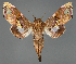  (Caligatus splendissima - BC ZSM Lep 111971)  @11 [ ] by-nc-sa (2021) SNSB, Staatliche Naturwissenschaftliche Sammlungen Bayerns ZSM (SNSB, Zoologische Staatssammlung Muenchen)