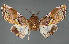  ( - BC ZSM Lep 111972)  @11 [ ] by-nc-sa (2021) SNSB, Staatliche Naturwissenschaftliche Sammlungen Bayerns ZSM (SNSB, Zoologische Staatssammlung Muenchen)