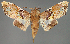  ( - BC ZSM Lep 111976)  @11 [ ] by-nc-sa (2021) SNSB, Staatliche Naturwissenschaftliche Sammlungen Bayerns ZSM (SNSB, Zoologische Staatssammlung Muenchen)