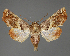  (Colpocheilopteryx - BC ZSM Lep 111977)  @11 [ ] by-nc-sa (2021) SNSB, Staatliche Naturwissenschaftliche Sammlungen Bayerns ZSM (SNSB, Zoologische Staatssammlung Muenchen)