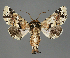  (Eutelia amatrix - BC ZSM Lep 111981)  @11 [ ] by-nc-sa (2021) SNSB, Staatliche Naturwissenschaftliche Sammlungen Bayerns ZSM (SNSB, Zoologische Staatssammlung Muenchen)