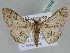  ( - BC ZSM Lep 112946)  @11 [ ] by-nc-sa (2021) SNSB, Staatliche Naturwissenschaftliche Sammlungen Bayerns ZSM (SNSB, Zoologische Staatssammlung Muenchen)