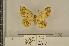  ( - BC ZSM Lep 112983)  @11 [ ] by-nc-sa (2021) SNSB, Staatliche Naturwissenschaftliche Sammlungen Bayerns ZSM (SNSB, Zoologische Staatssammlung Muenchen)