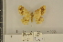  ( - BC ZSM Lep 112983)  @11 [ ] by-nc-sa (2021) SNSB, Staatliche Naturwissenschaftliche Sammlungen Bayerns ZSM (SNSB, Zoologische Staatssammlung Muenchen)