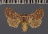  ( - BC ZSM Lep 113110)  @11 [ ] by-nc-sa (2021) SNSB, Staatliche Naturwissenschaftliche Sammlungen Bayerns ZSM (SNSB, Zoologische Staatssammlung Muenchen)