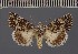  ( - BC ZSM Lep 113132)  @11 [ ] by-nc-sa (2021) SNSB, Staatliche Naturwissenschaftliche Sammlungen Bayerns ZSM (SNSB, Zoologische Staatssammlung Muenchen)