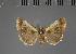  ( - BC ZSM Lep 113252)  @11 [ ] by-nc-sa (2021) SNSB, Staatliche Naturwissenschaftliche Sammlungen Bayerns ZSM (SNSB, Zoologische Staatssammlung Muenchen)