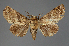  (Eutelia RF610-2021 - BC ZSM Lep 113299)  @11 [ ] by-nc-sa (2021) SNSB, Staatliche Naturwissenschaftliche Sammlungen Bayerns ZSM (SNSB, Zoologische Staatssammlung Muenchen)