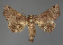  (Eutelia RF611-2021 - BC ZSM Lep 113300)  @11 [ ] by-nc-sa (2021) SNSB, Staatliche Naturwissenschaftliche Sammlungen Bayerns ZSM (SNSB, Zoologische Staatssammlung Muenchen)