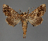  (Eutelia gaedei - BC ZSM Lep 113301)  @11 [ ] by-nc-sa (2021) SNSB, Staatliche Naturwissenschaftliche Sammlungen Bayerns ZSM (SNSB, Zoologische Staatssammlung Muenchen)