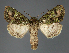  (Pseudelaeodes RF602-2021 - BC ZSM Lep 113302)  @11 [ ] by-nc-sa (2021) SNSB, Staatliche Naturwissenschaftliche Sammlungen Bayerns ZSM (SNSB, Zoologische Staatssammlung Muenchen)