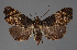  (Chlumetia RF604-2021 - BC ZSM Lep 113304)  @11 [ ] by-nc-sa (2021) SNSB, Staatliche Naturwissenschaftliche Sammlungen Bayerns ZSM (SNSB, Zoologische Staatssammlung Muenchen)