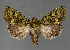 (Pseudelaeodes RF607-2021 - BC ZSM Lep 113305)  @11 [ ] by-nc-sa (2021) SNSB, Staatliche Naturwissenschaftliche Sammlungen Bayerns ZSM (SNSB, Zoologische Staatssammlung Muenchen)
