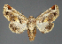  (Eutelia RF666-2021 - BC ZSM Lep 113308)  @11 [ ] by-nc-sa (2021) SNSB, Staatliche Naturwissenschaftliche Sammlungen Bayerns ZSM (SNSB, Zoologische Staatssammlung Muenchen)