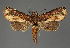  (Eutelia RF675-2021 - BC ZSM Lep 113313)  @11 [ ] by-nc-sa (2021) SNSB, Staatliche Naturwissenschaftliche Sammlungen Bayerns ZSM (SNSB, Zoologische Staatssammlung Muenchen)