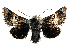  ( - BC ZSM Lep 113553)  @11 [ ] by-nc-sa (2021) SNSB, Staatliche Naturwissenschaftliche Sammlungen Bayerns ZSM (SNSB, Zoologische Staatssammlung Muenchen)