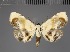  ( - BC ZSM Lep 113624)  @11 [ ] by-nc-sa (2021) SNSB, Staatliche Naturwissenschaftliche Sammlungen Bayerns ZSM (SNSB, Zoologische Staatssammlung Muenchen)